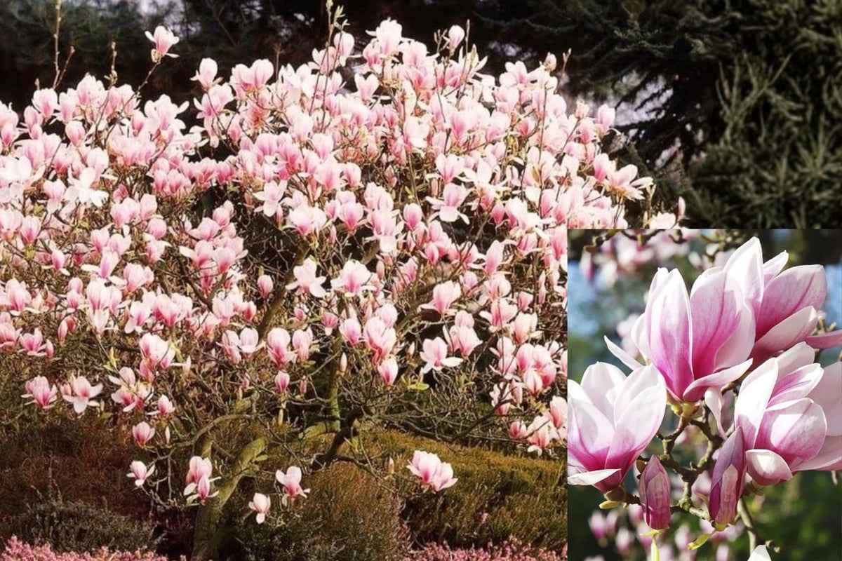 2 Live Saucer Magnolia Trees, 6ā12 Inch Tall Flowering Trees, Outdoor Ornamental Plants, Garden Landscape Trees