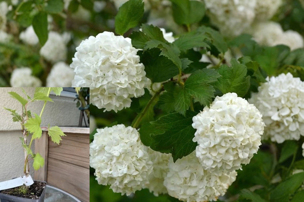 Old Fashion Snowball Viburnum Live Plant – 1 Plant, 4" Pot – Viburnum opulus ‘Roseum’