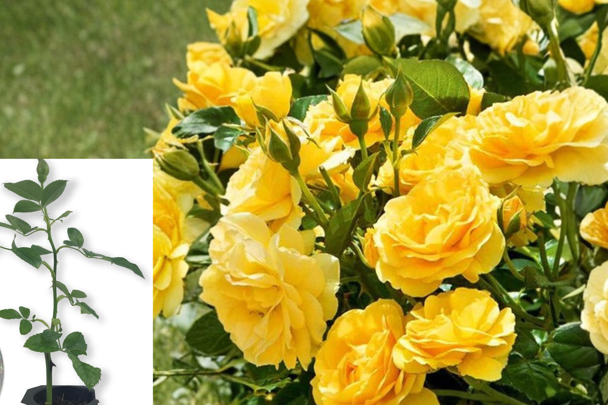 Julia Child Rose Live Plant, Rooted Yellow Floribunda Rose Bush, 6 Inch Outdoor Rose Starter, Full Sun Flowering Garden Plant