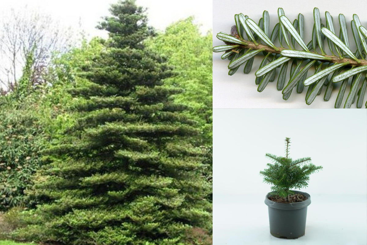 Korean Fir Live Plant, Abies koreana Evergreen Conifer, 8β10 Inch Young Fir Tree, Cold Hardy Outdoor Ornamental