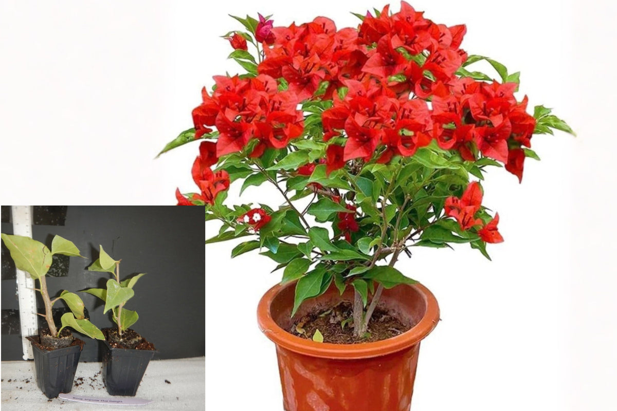Jamaican Red Bougainvillea Live Plant โ 1 Well-Rooted Starter in 3" Pot โ Bougainvillea spp.