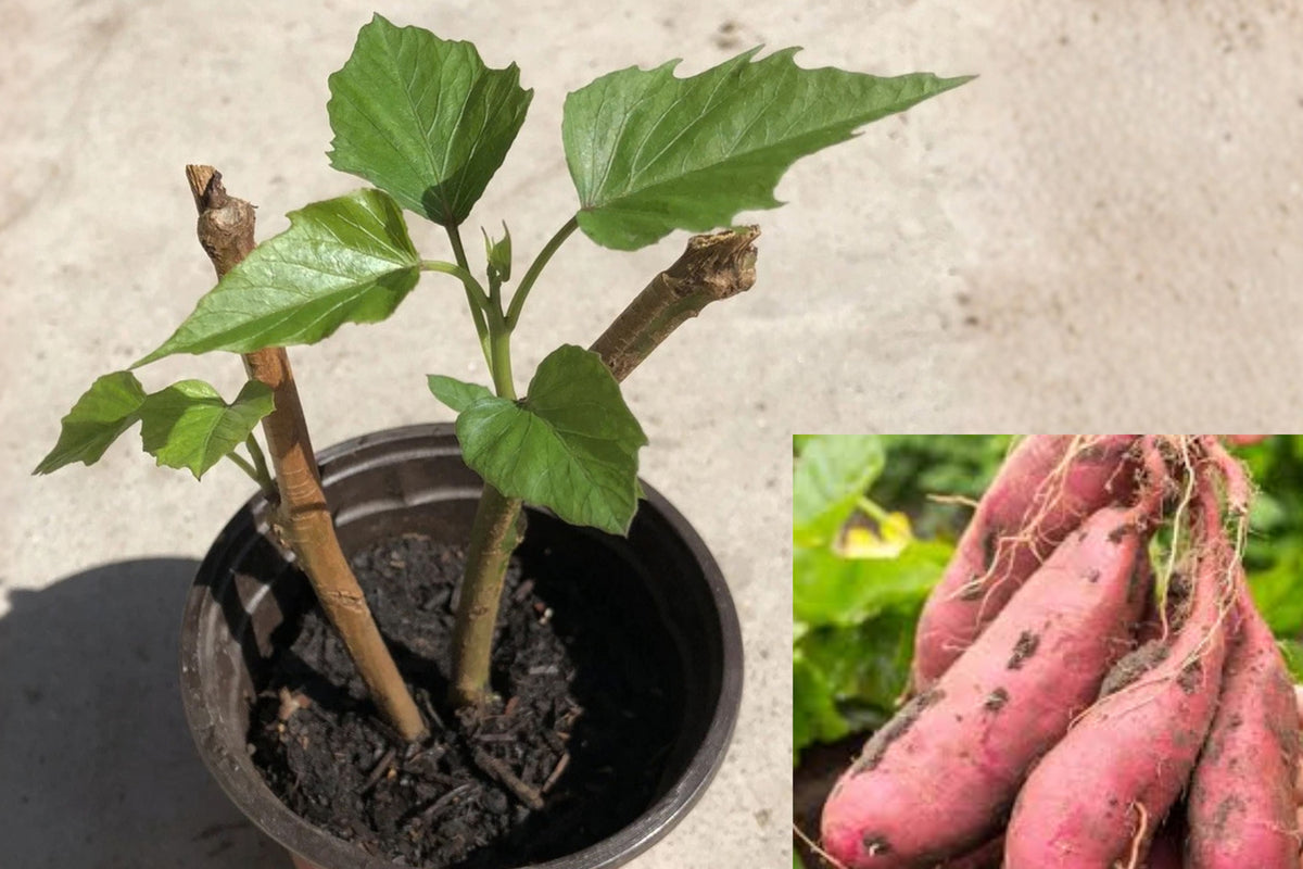 Sweet Potato Live Plant Cutting – 1 Rooted Vine with Pot, Ipomoea batatas