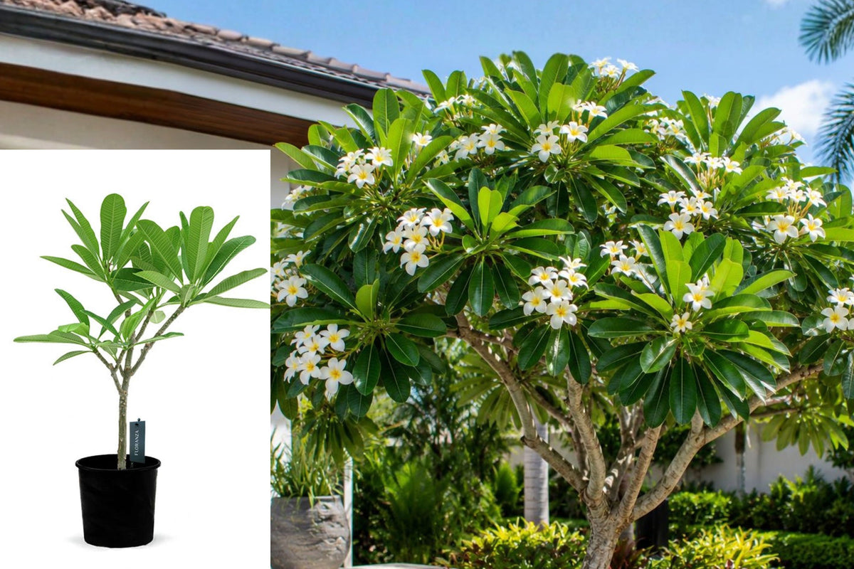 Plumeria Live Potted Plant, Tropical Outdoor Flowering Tree, Full Sun Garden Plant, 2 Foot Tall Tropical Plant