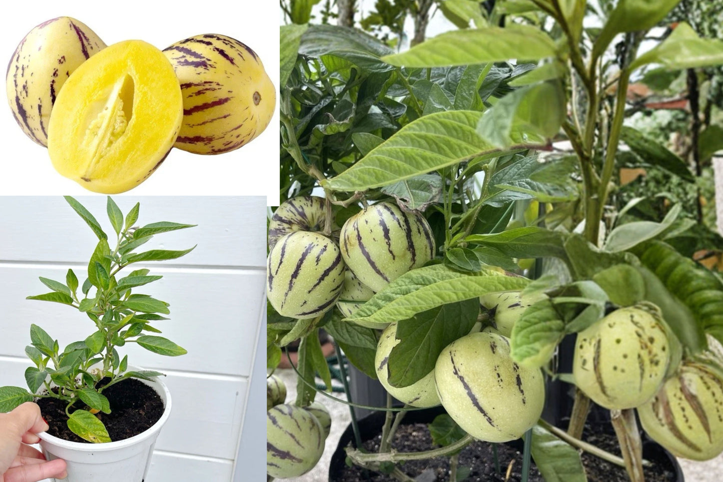 Pepino Melon 2 Live Rooted Plants – 10" Tall – Solanum muricatum