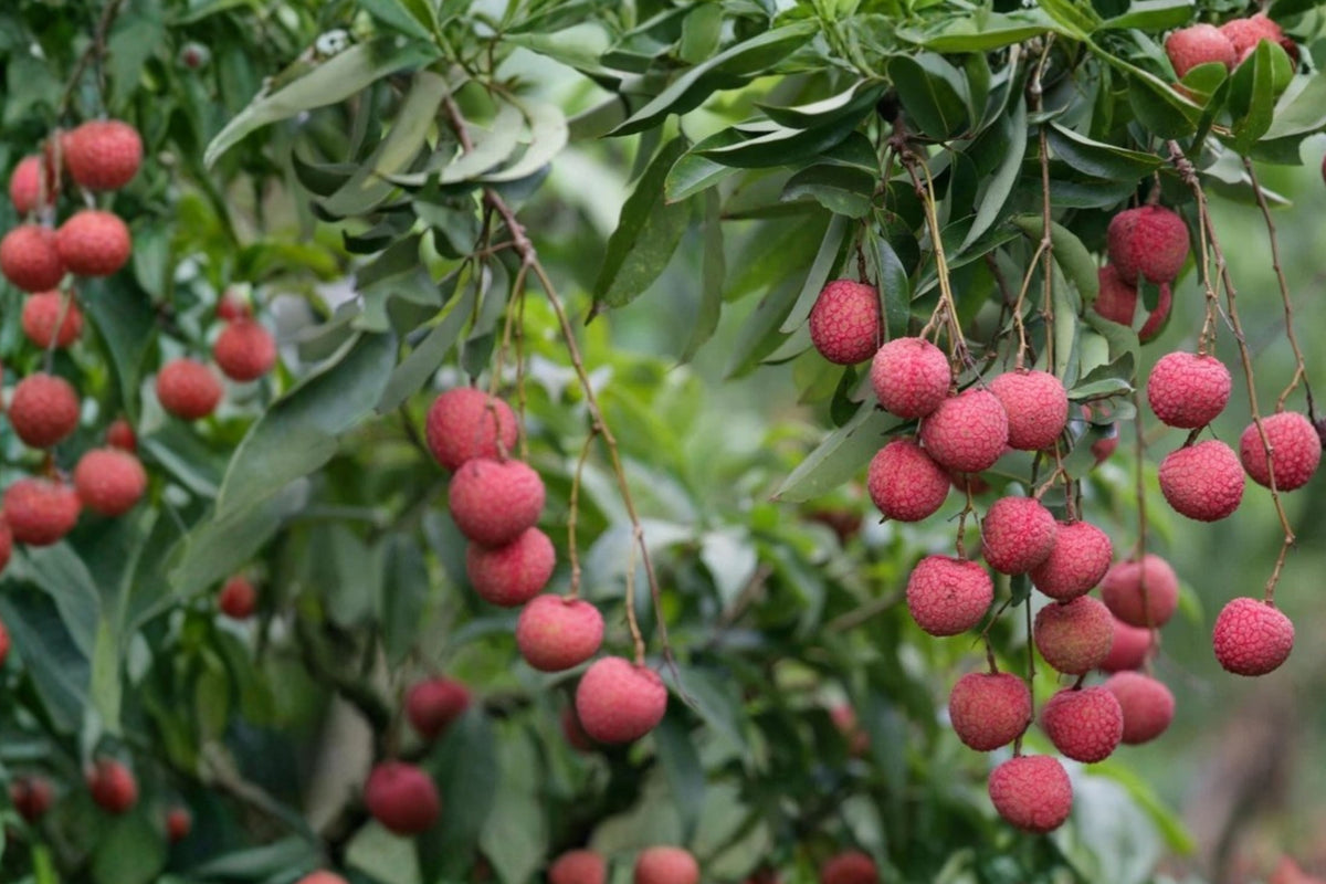 Lychee Live Seedling – 1–2 Feet Tall – Litchi chinensis Fruit Tree