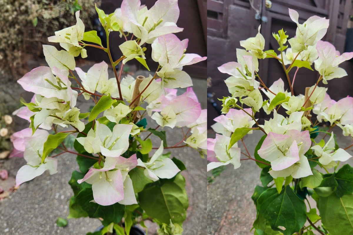 Yani’s Delight Bougainvillea Live Plant – 2 ft – Pink & White Flowers