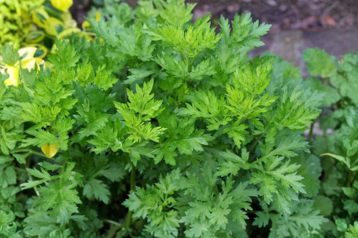 Mugwort Live Plants – 5 Bare Root Plants, 8 Inch – Artemisia vulgaris