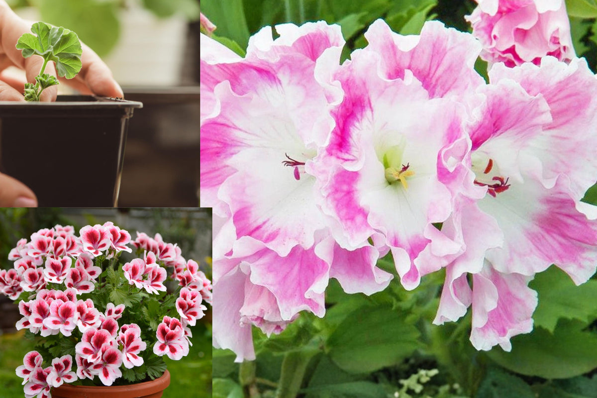 Pink and White Regal Pelargonium Cuttings, Set of 2 Live Geranium Cuttings, 6 Inch Flowering Plant Propagation Starts