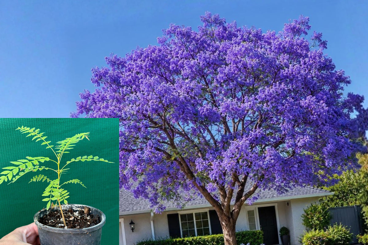 2 Live Jacaranda Trees, Jacaranda Mimosifolia Seedlings, 5 Inch Tall Plants in 3 Inch Pots, Purple Flowering Tree