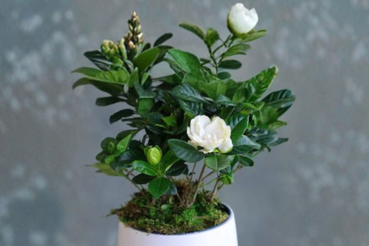 Gardenia Grandiflora Live Plant – 1 Potted Gardenia in 4" Basket Pot