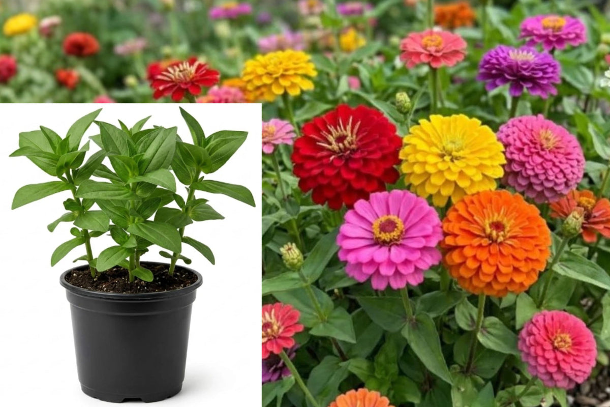 2 Live Zinnia Plants, Mixed Color Flowering Annuals, 3–6 Inch Tall in 4 Inch Pots, Outdoor Garden and Cutting Flower Starters