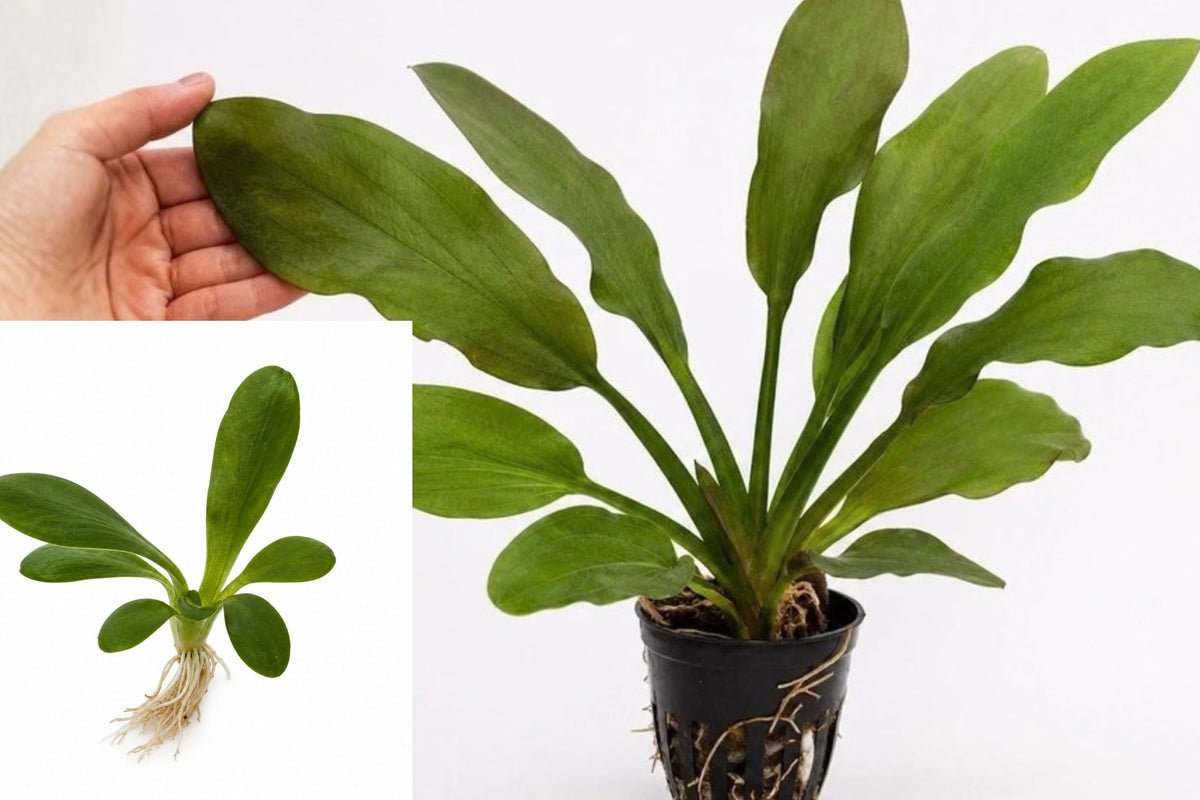 Amazon Melon Sword Live Aquarium Plant – Echinodorus osiris – 5–8 Inches