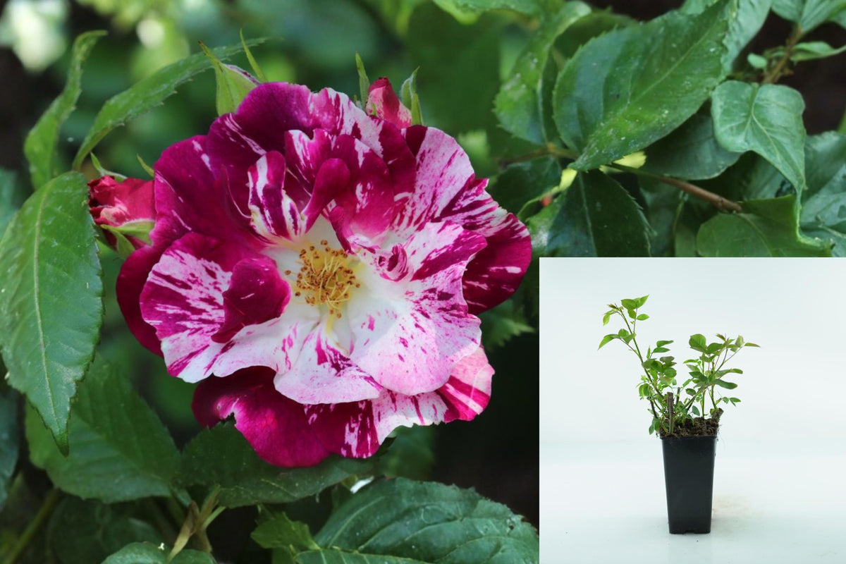 Live Climbing Rose Plant, Purple and White Striped Rose Starter, Well Rooted 5β9 Inch Outdoor Flowering Rose
