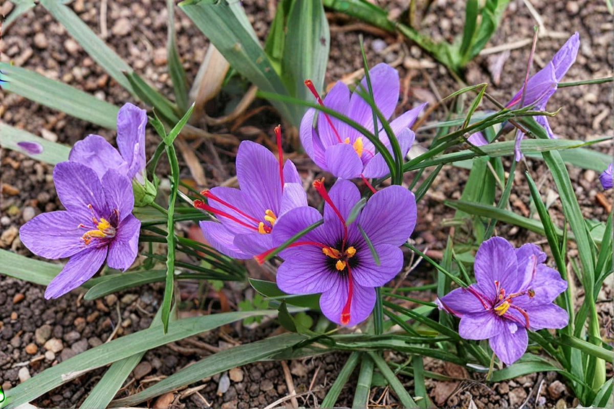 Saffron 25+ Seeds – Saffron Crocus (Crocus sativus)