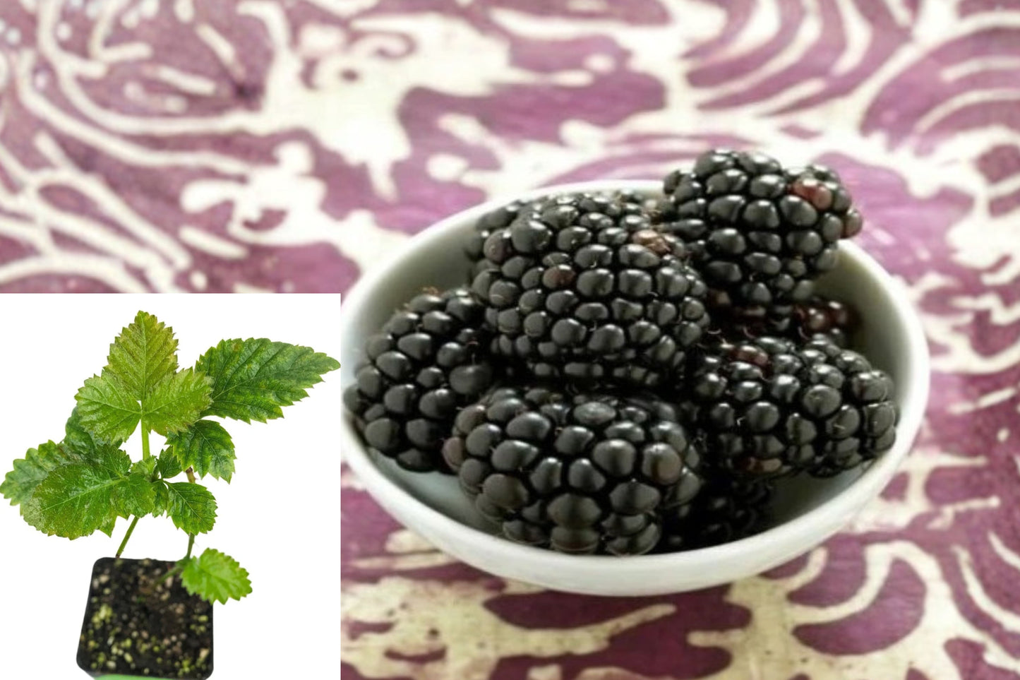 Kiowa Blackberry Live Plant 3–8 Inch – Rubus ‘Kiowa’ in 3-Inch Pot