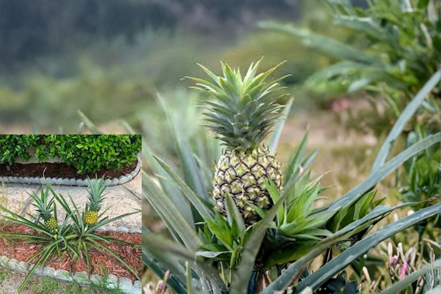Florida Special Pineapple 5 Live Starter Plants – Ananas comosus
