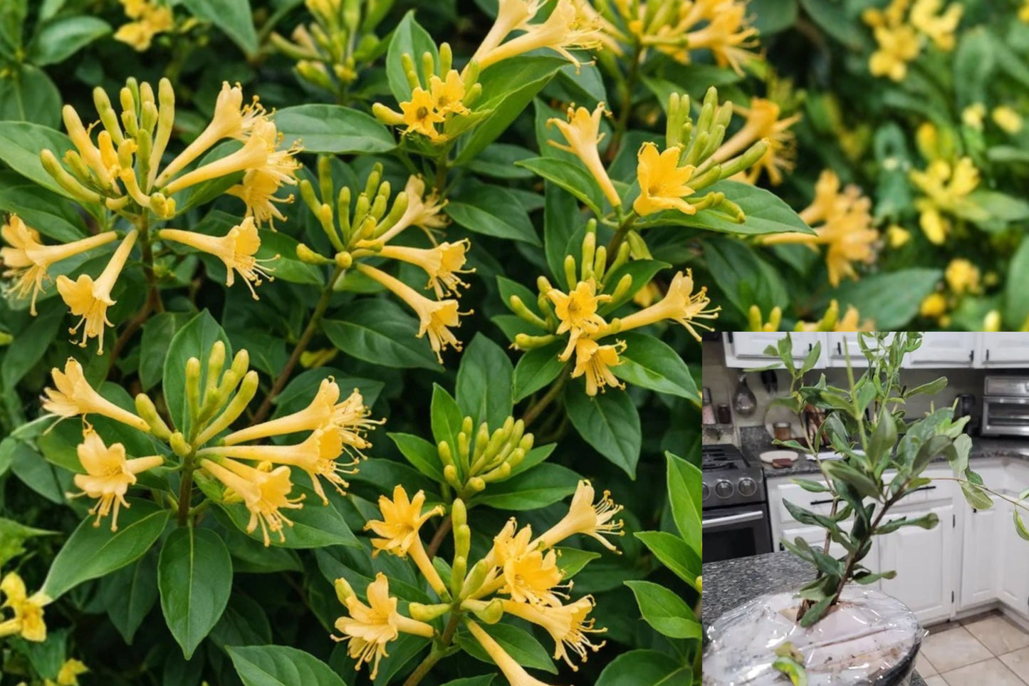Yellow Honeysuckle 1 Gallon Live Plant – Lonicera sempervirens ‘Sulphurea’