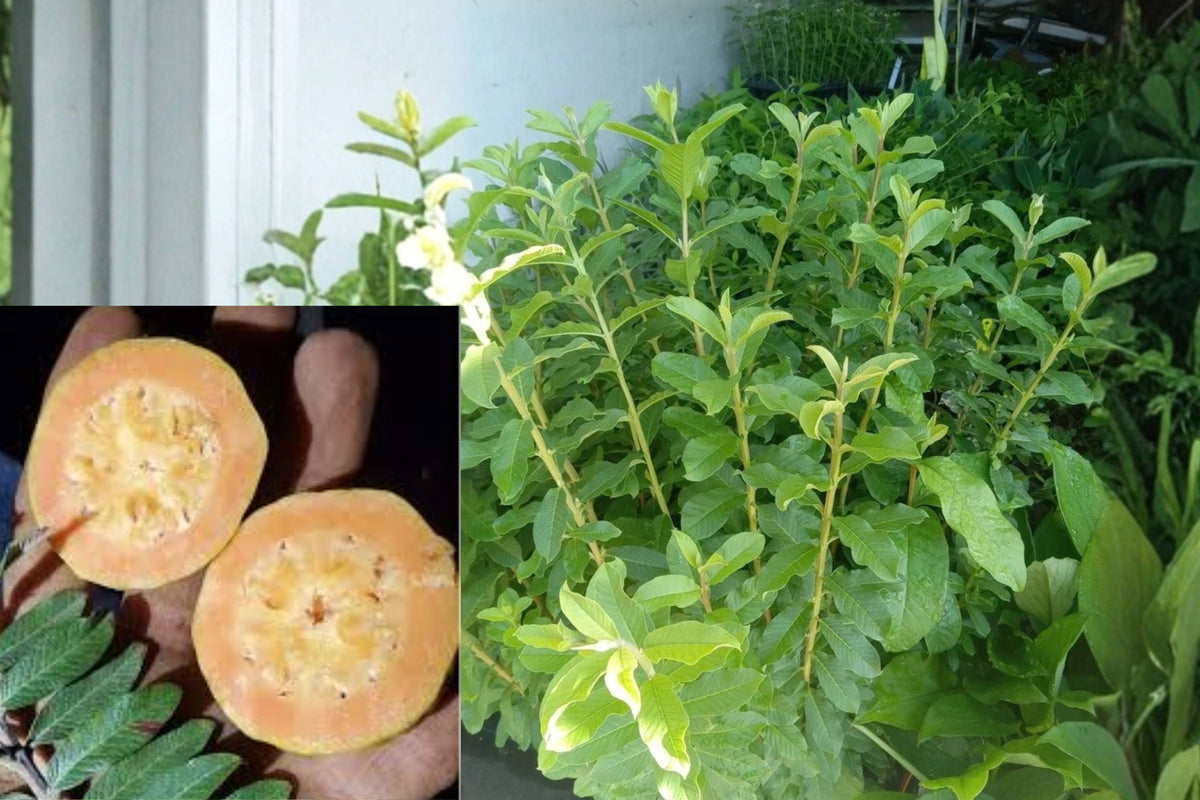 Micro Leaf Guava 4–6 Inch Live Starter Plant – Psidium Bare Root