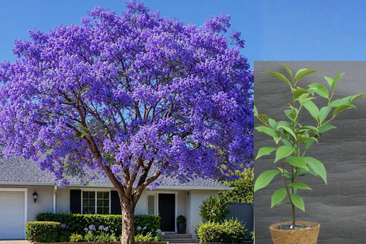 Purple Jacaranda Tree Live Seedling, 4–8 Inch Ornamental Flowering Tree, Warm Climate Garden Plant