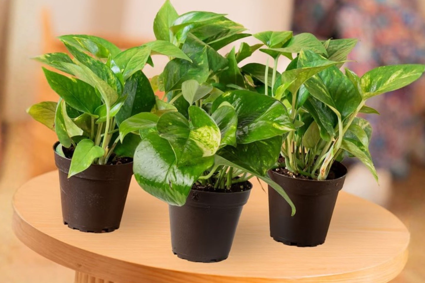4 Pothos Live Indoor Houseplants – 8" Tall – 4.25" Grower Pots