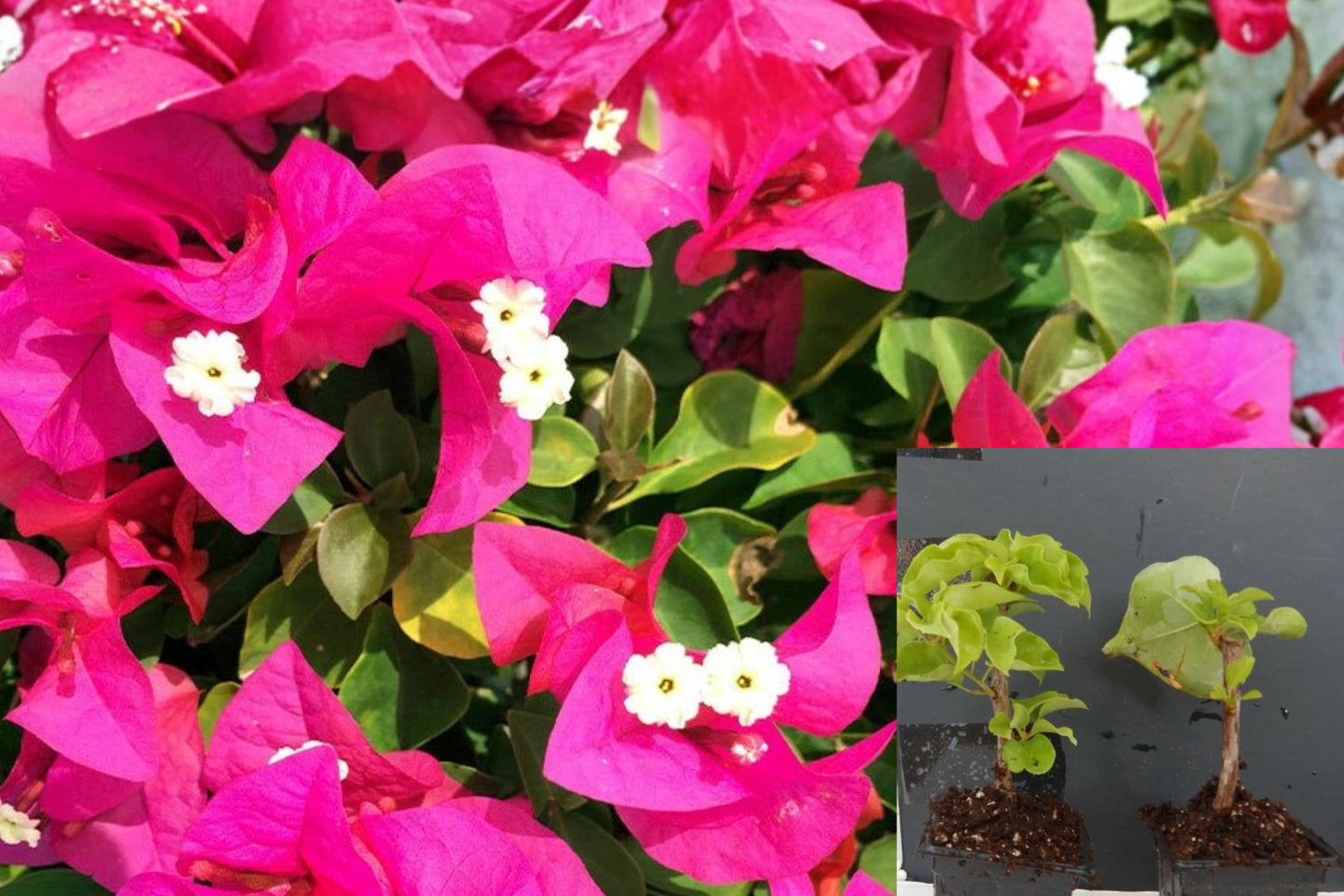 Helen Johnson Bougainvillea Live Starter Plant – Rooted Ornamental Vine
