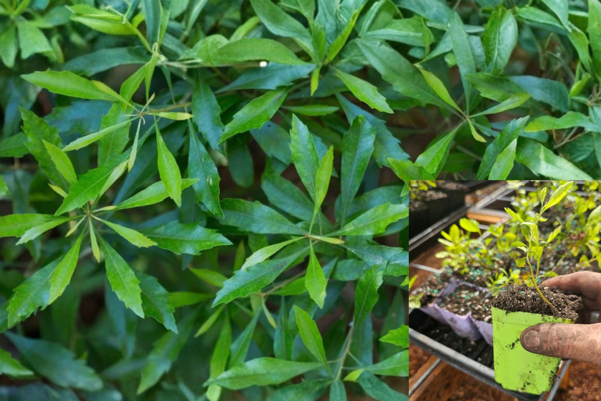 Wax Myrtle Live Plant – 3 Inch Pot – Myrica cerifera
