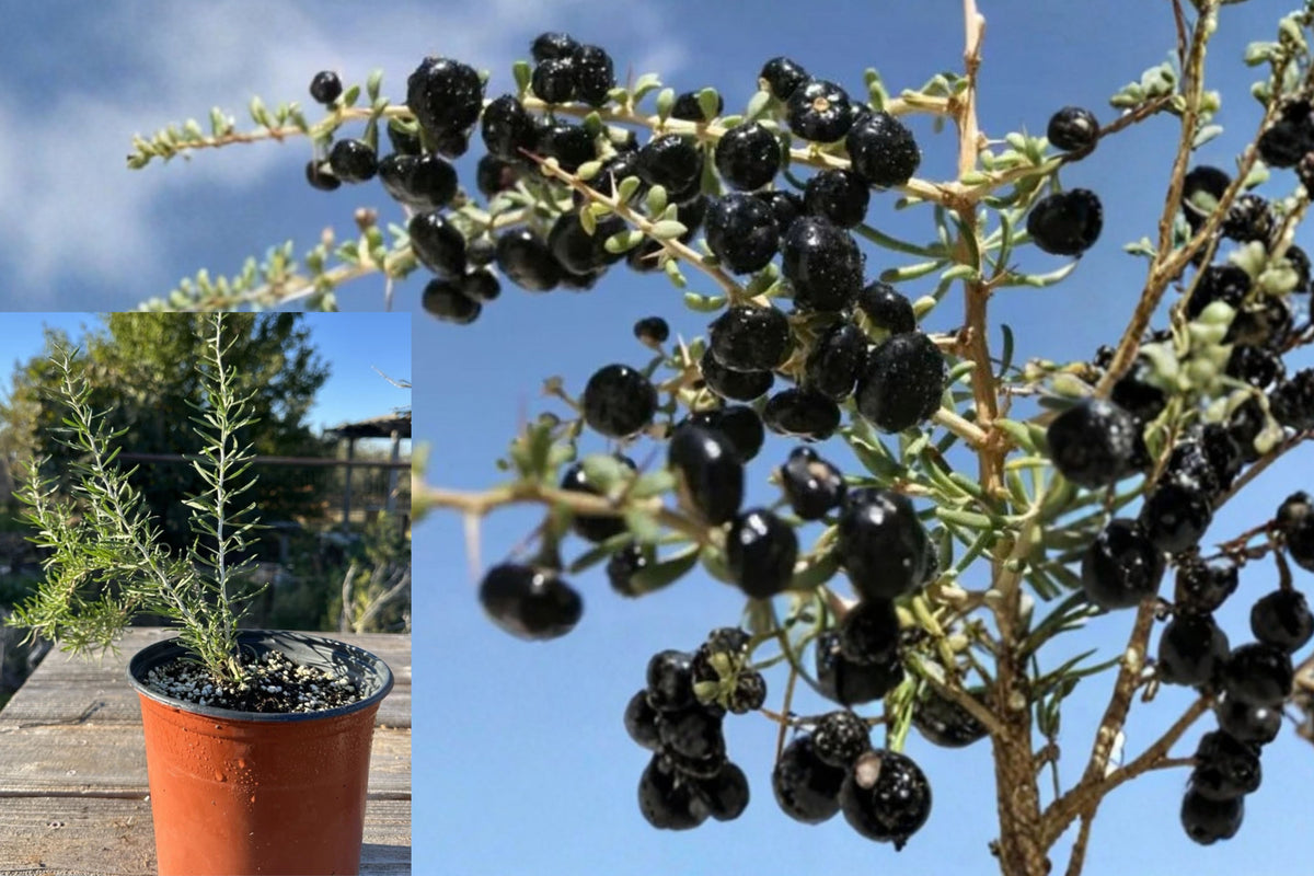 Black Goji Berry 1 Live Plant – 6–12 Inch – Lycium ruthenicum