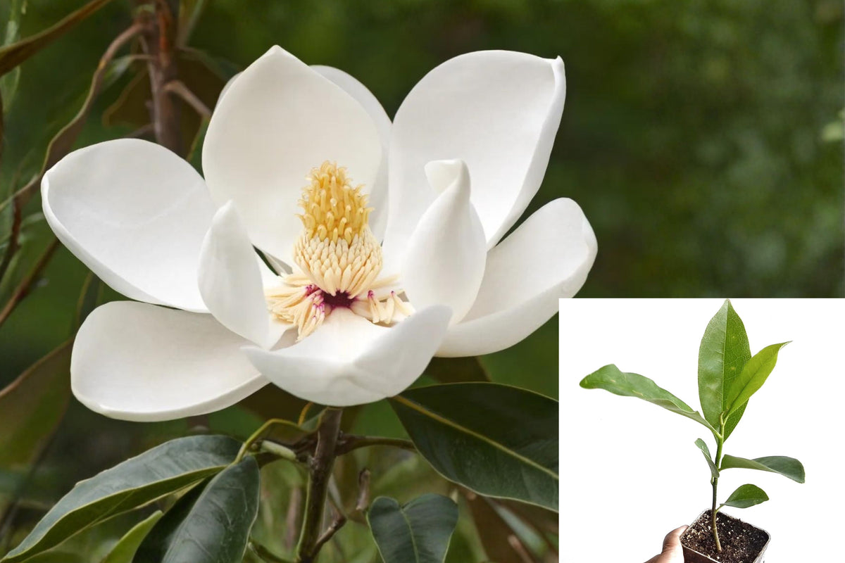 White Magnolia Sapling Live Bare Root Tree, 12+ Inch Magnolia Plant for Garden and Landscape