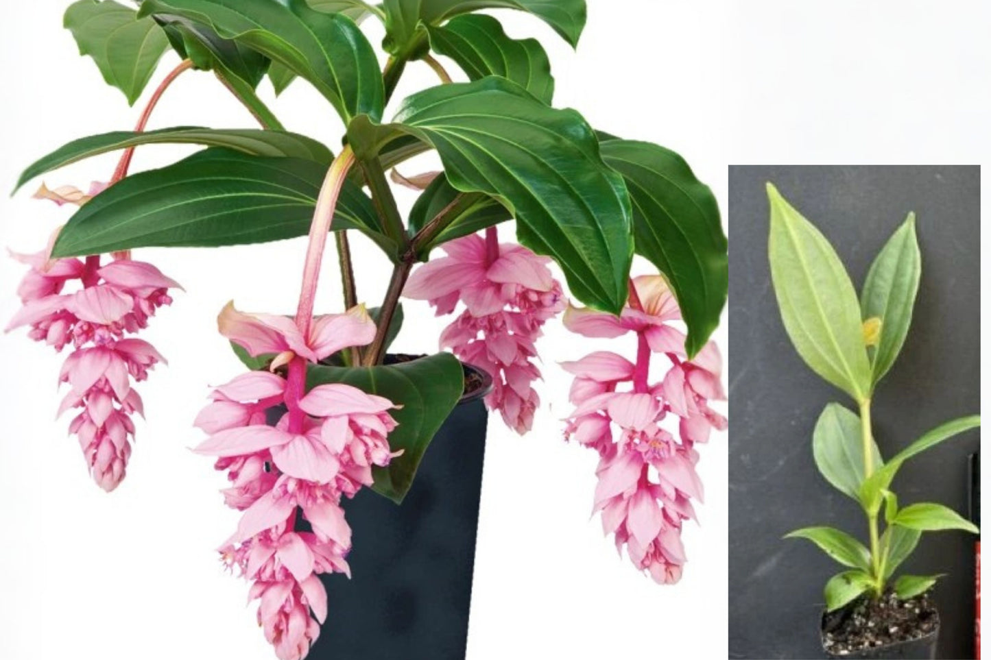 Medinilla Magnifica Live Starter Plant – Well Rooted Potted Chandelier Plant