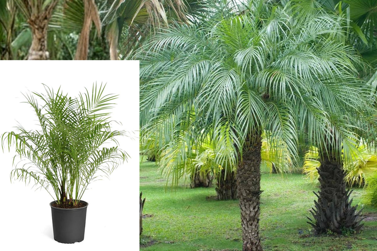 Pygmy Date Palm Live Plant, 3 Gallon Rooted Palm Tree, Phoenix roebelenii, Tropical Outdoor Landscape Plant