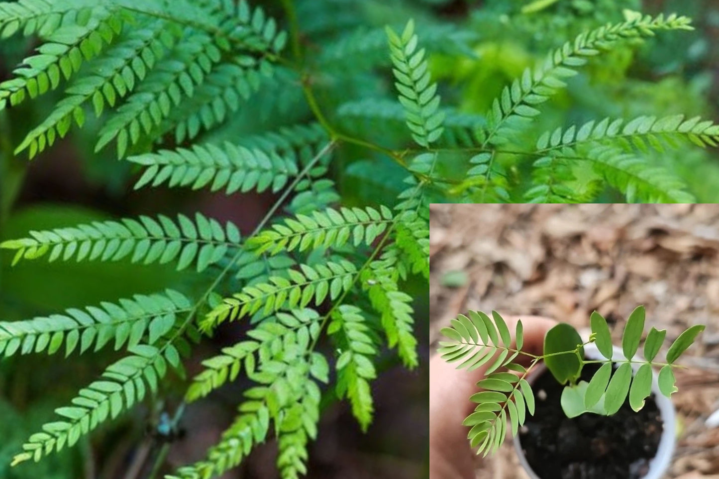Honey Locust Tree Seedling Live Plant – Gleditsia triacanthos