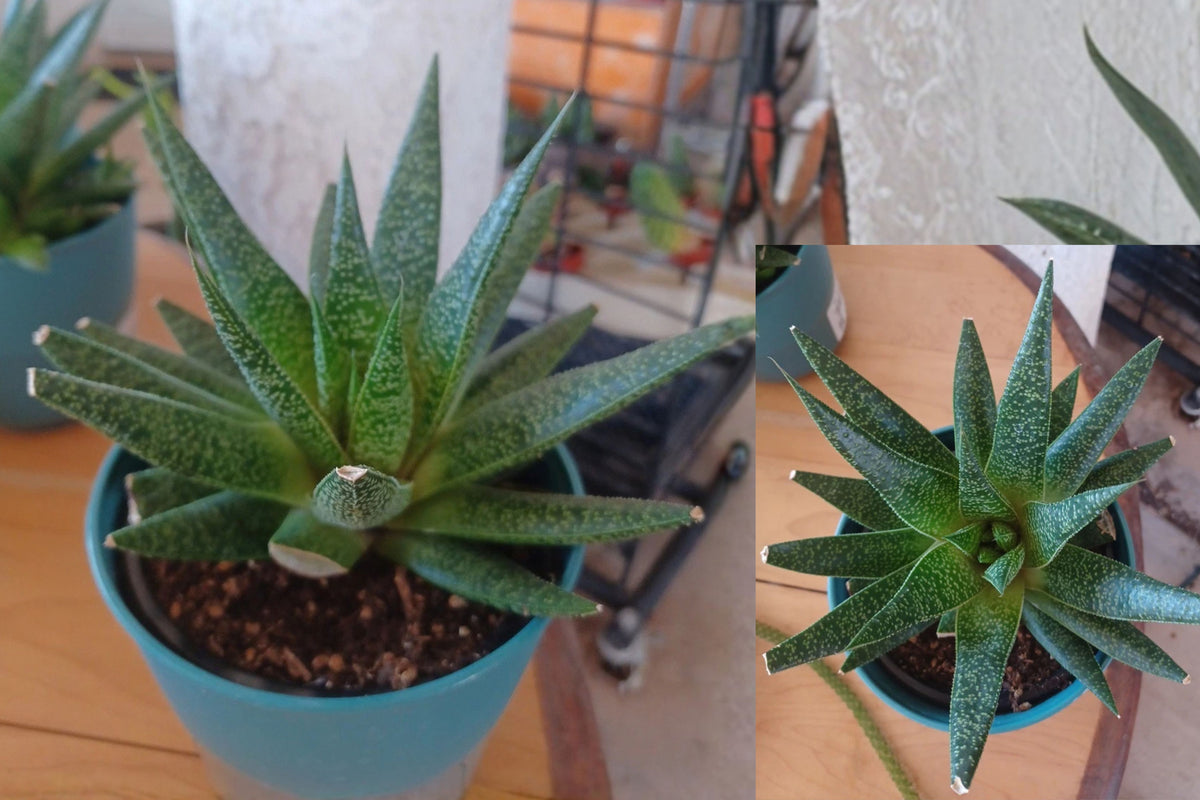 Haworthia Live Plant 1 – 3 Inch Succulent – Haworthia