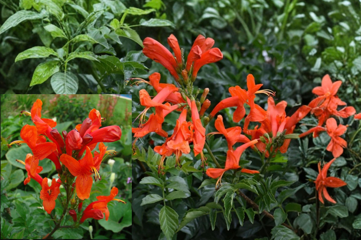 Cape Honeysuckle Live Plant – 1 Plant – 4 Inch Pot Size – Tecoma capensis