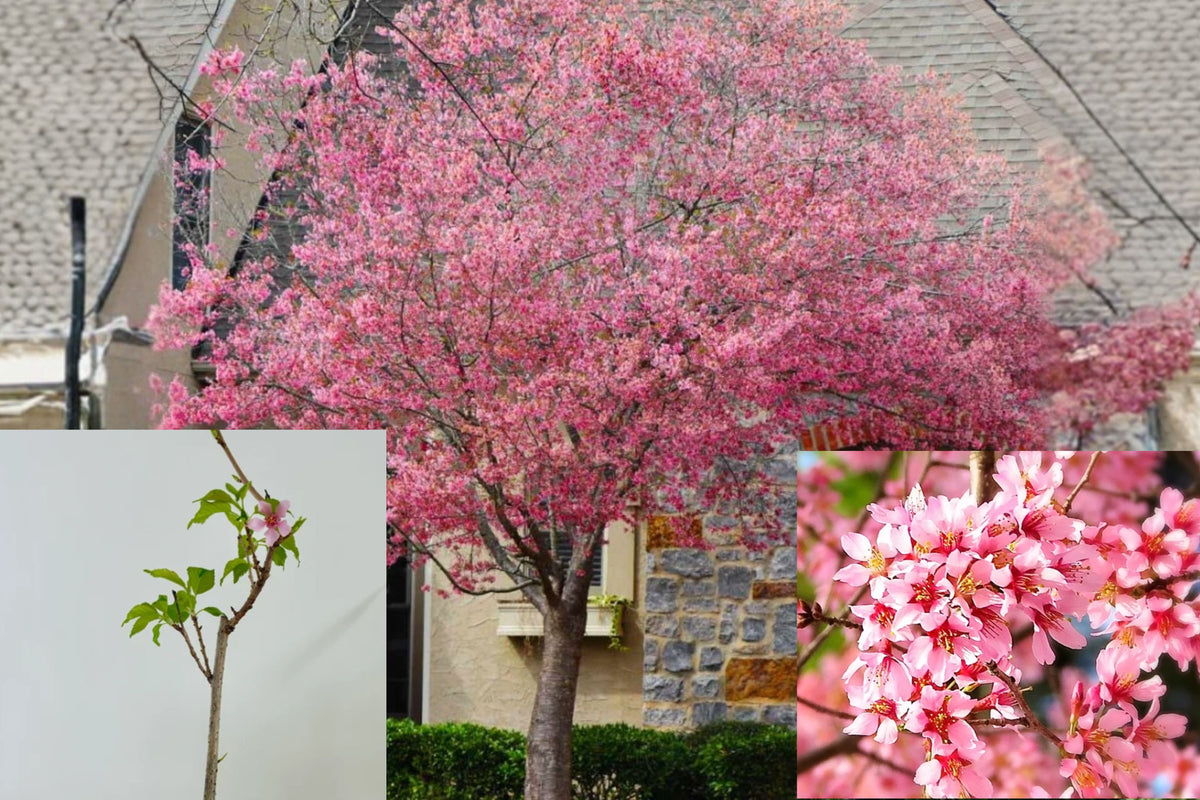 Okame Flowering Cherry Tree – Live Plant in 2.5" Pot – 6–12" Tall – Prunus × incamp ‘Okame’
