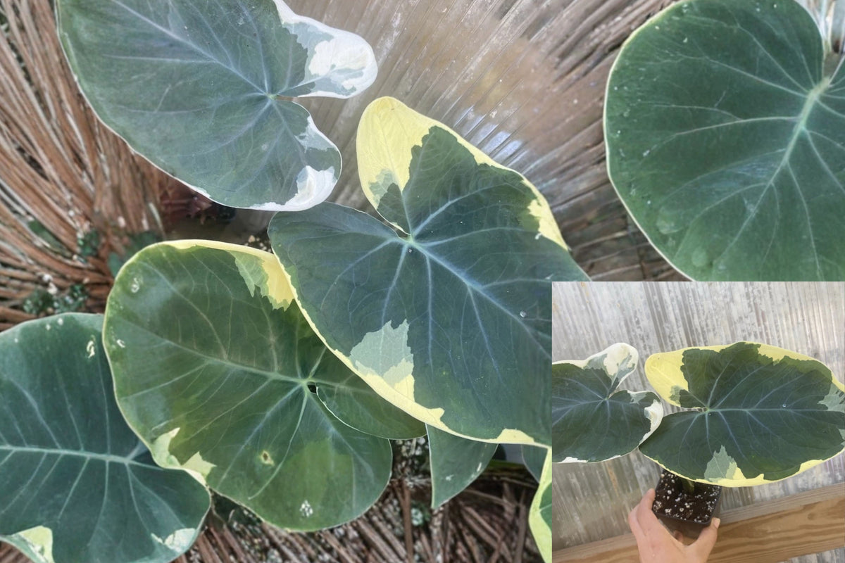Mickey Mouse Variegated Elephant Ear Live Plant – Green & White