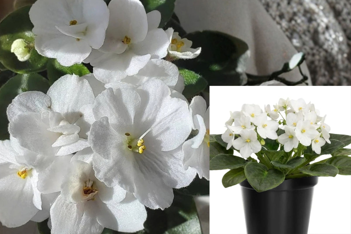 White African Violet Live Plant – 1 Plant – 4" Pot – African Violet