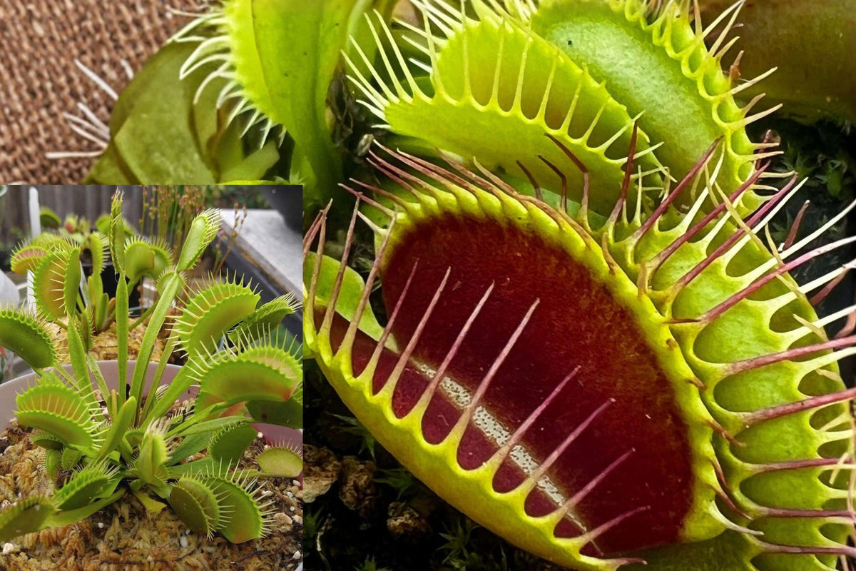 B52 Hybrid Venus Flytrap Live Plant, Dionaea muscipula, Giant Red Traps, Potted Carnivorous Plant