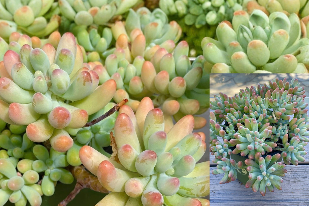 Sedum Pachyphyllum 1 Unrooted Cutting – 2–3 Inch Blue Jelly Bean Succulent