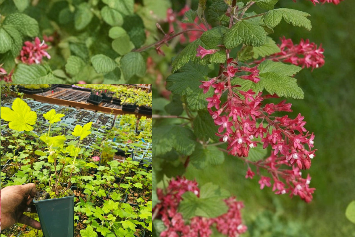 Flowering Currant Live Plant – Ribes sanguineum – Potted Ornamental Shrub