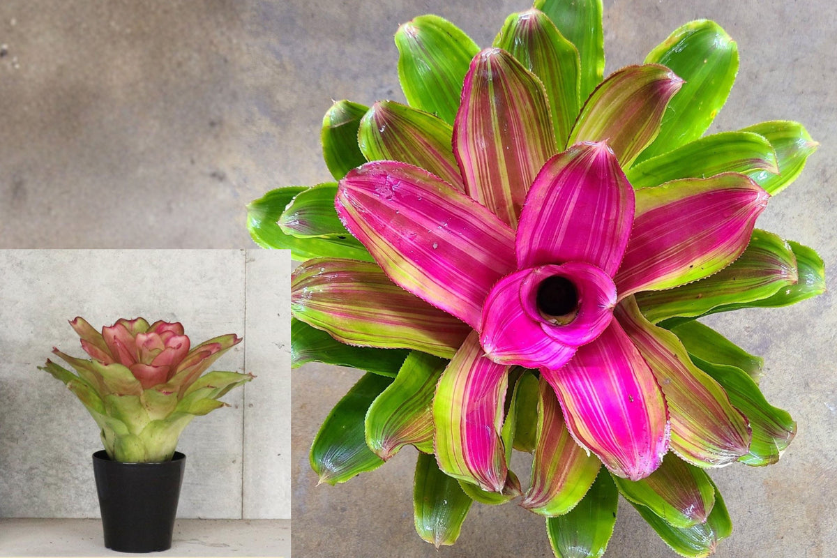 Neoregelia Romance Bromeliad Live Plant, Pink Green Tropical Houseplant, 4 Inch Potted Indoor Plant, Colorful Rosette Foliage