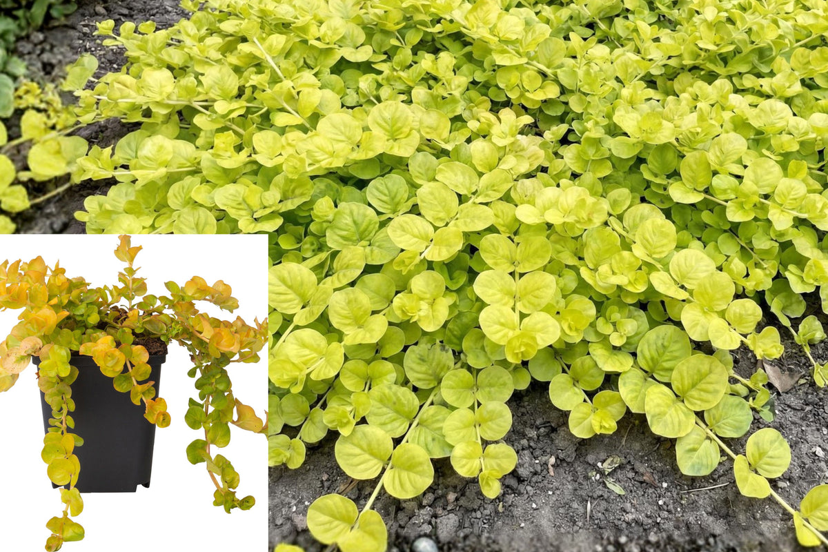 Creeping Jenny Goldilocks Live Plant, Lysimachia Moneywort, 4 Inch Pot Golden Trailing Ground Cover Garden Plant