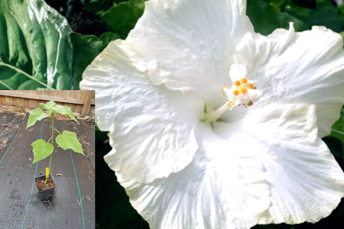 Hibiscus Moscheutos Starter Live Plant – Rose Mallow