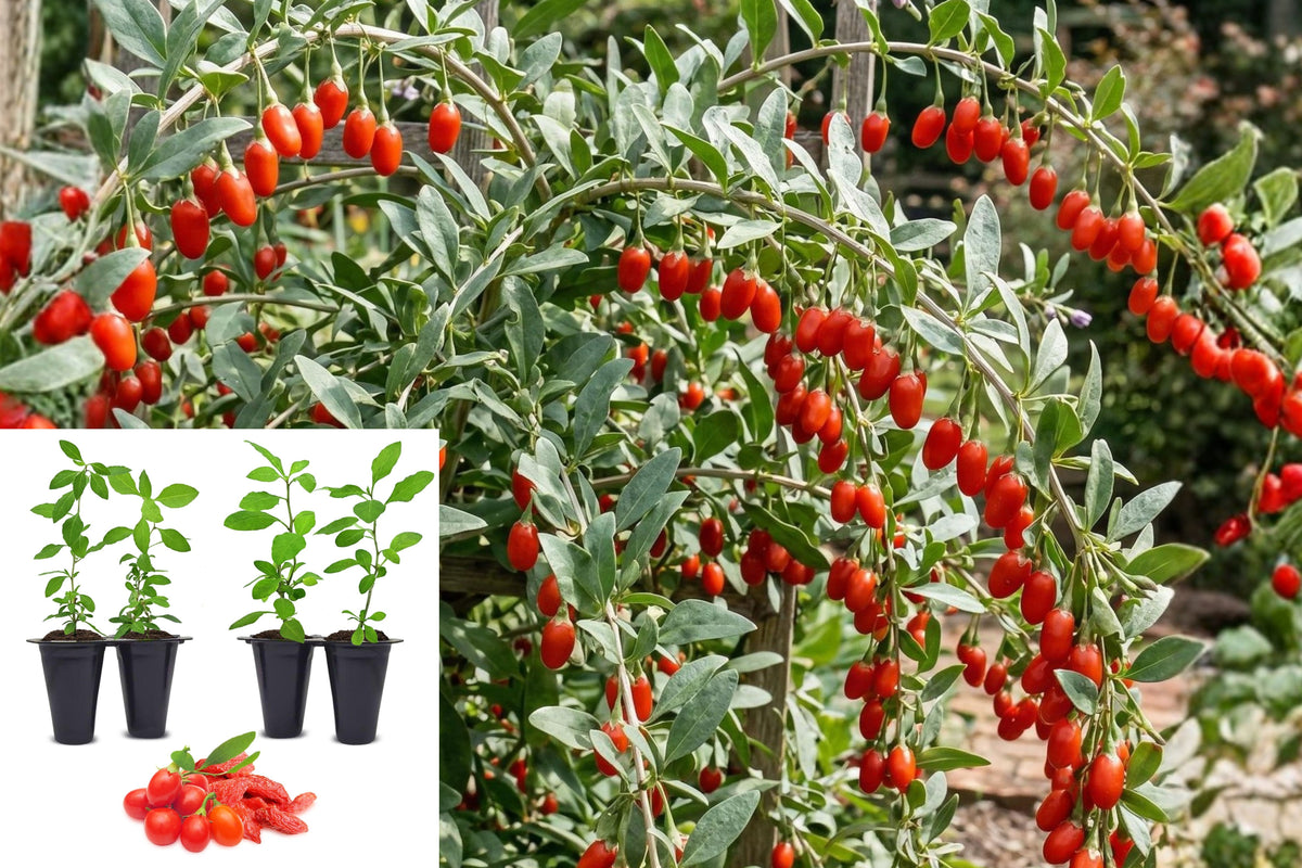 4 Goji Berry Live Plants, 3–6 Inch Seedlings, Goji Berry Bush, Cold Hardy Outdoor Fruit Shrubs, Edible Berry Garden