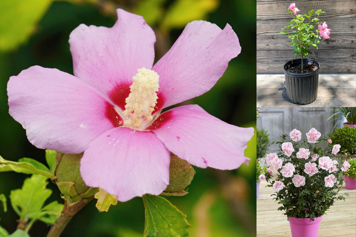 Pink Rose of Sharon Live Plant, Hibiscus syriacus Flowering Shrub, Hardy Pink Garden Bush in Gallon Pot, Outdoor Ornamental