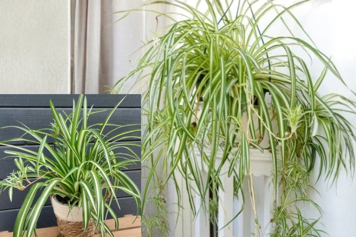 Variegated Spider Plant, 1 Live Plant Plug, 4–7 Inches Tall – Chlorophytum comosum ‘Variegatum’