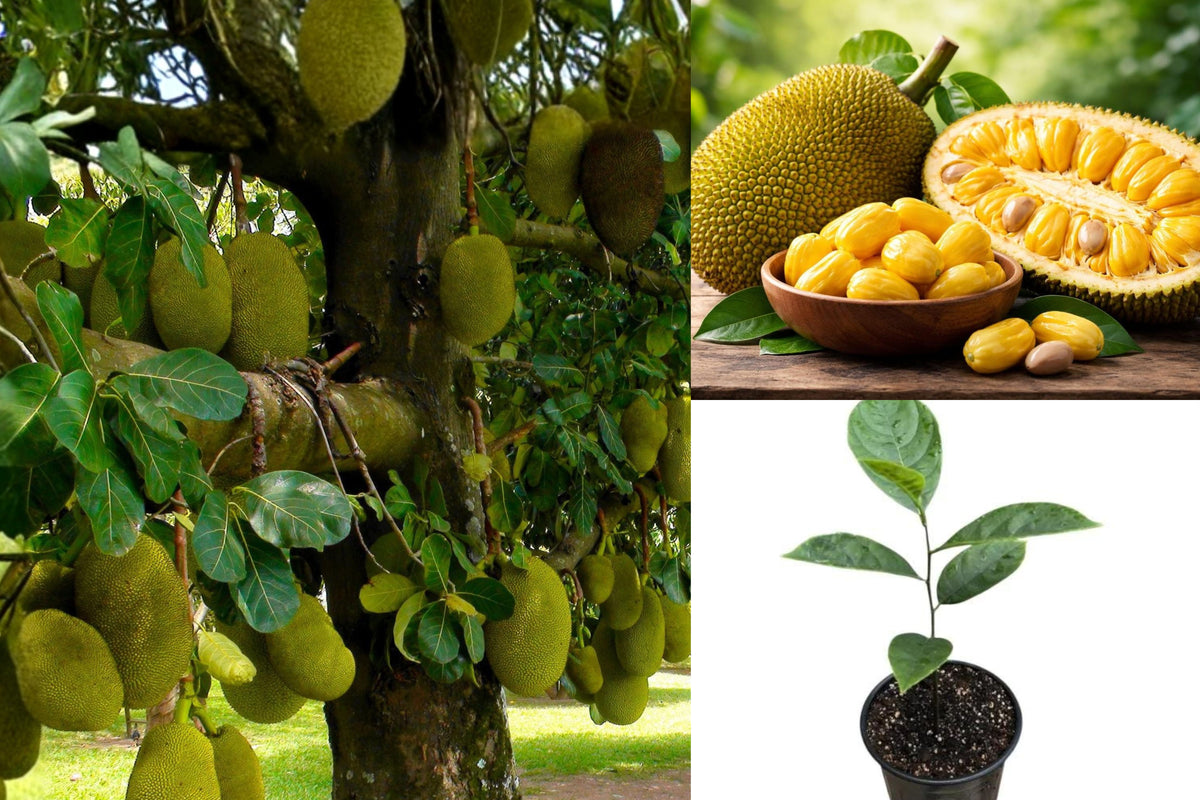 Thai Jackfruit Tree Live Seedling, 5–8 Inch Tropical Fruit Tree, Artocarpus heterophyllus, Edible Garden Plant