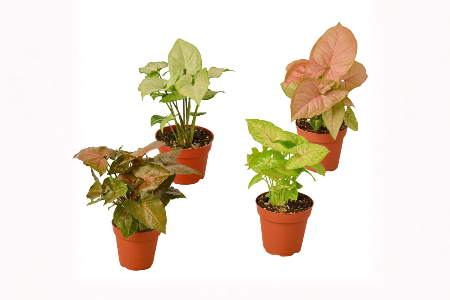 4 Different Syngonium Live Plants – 4-Inch Pots – Syngonium spp.