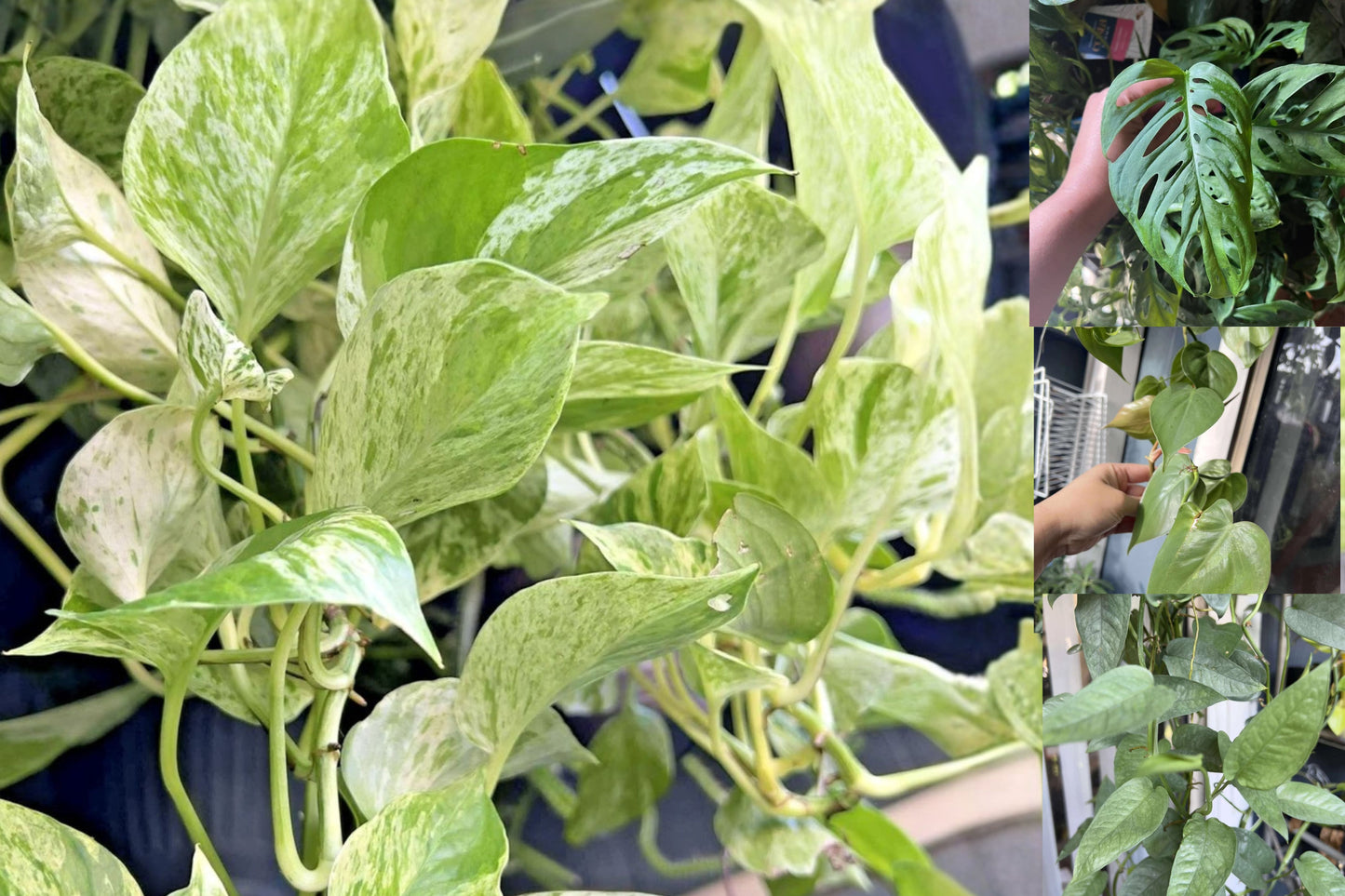 Pothos & Houseplant Cuttings Bundle – 7 Live Cuttings – Epipremnum & More