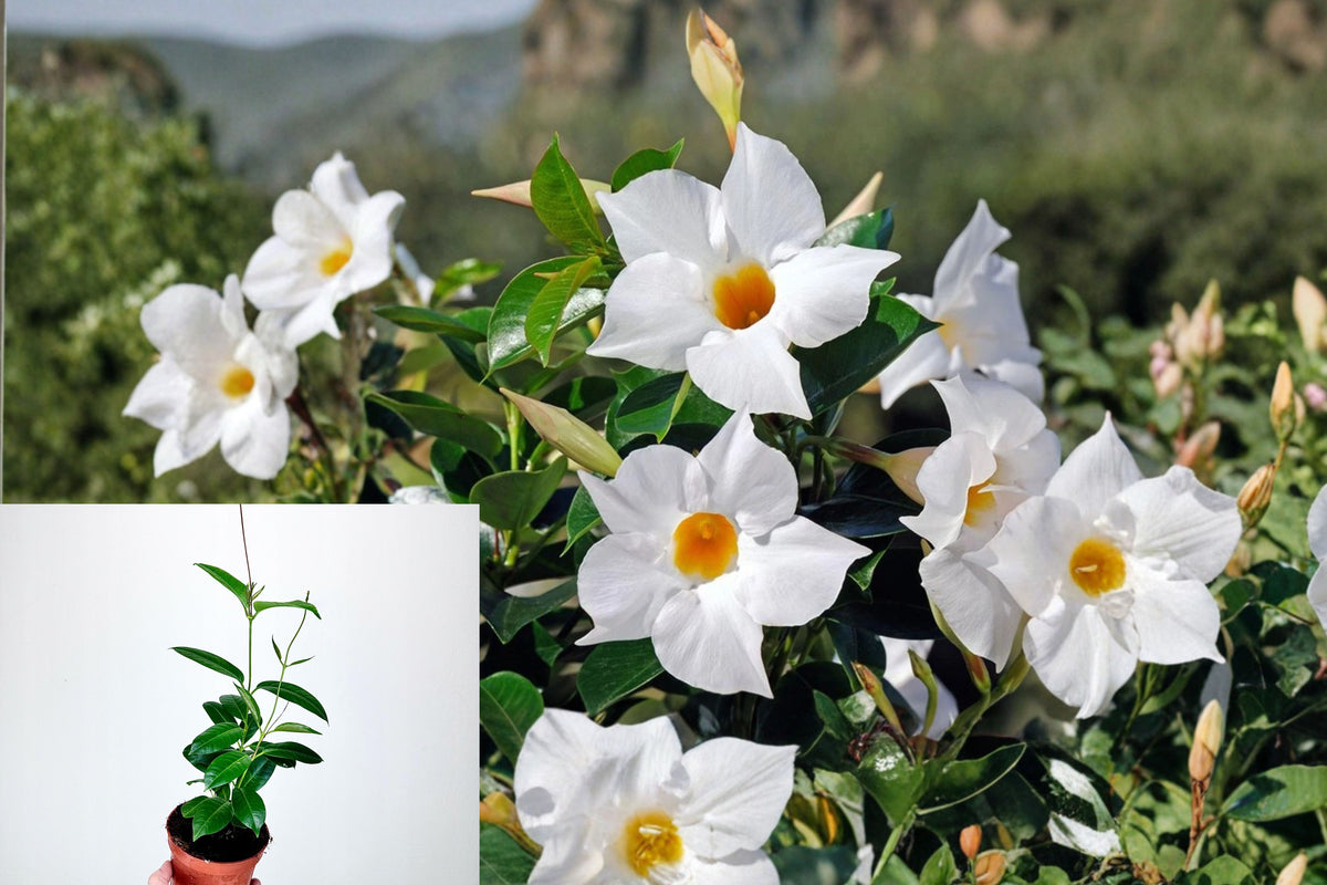 White Mandevilla Live Plant, 5–7 Inch Tropical Flowering Vine, White Blooming Climber, Patio and Container Garden Plant