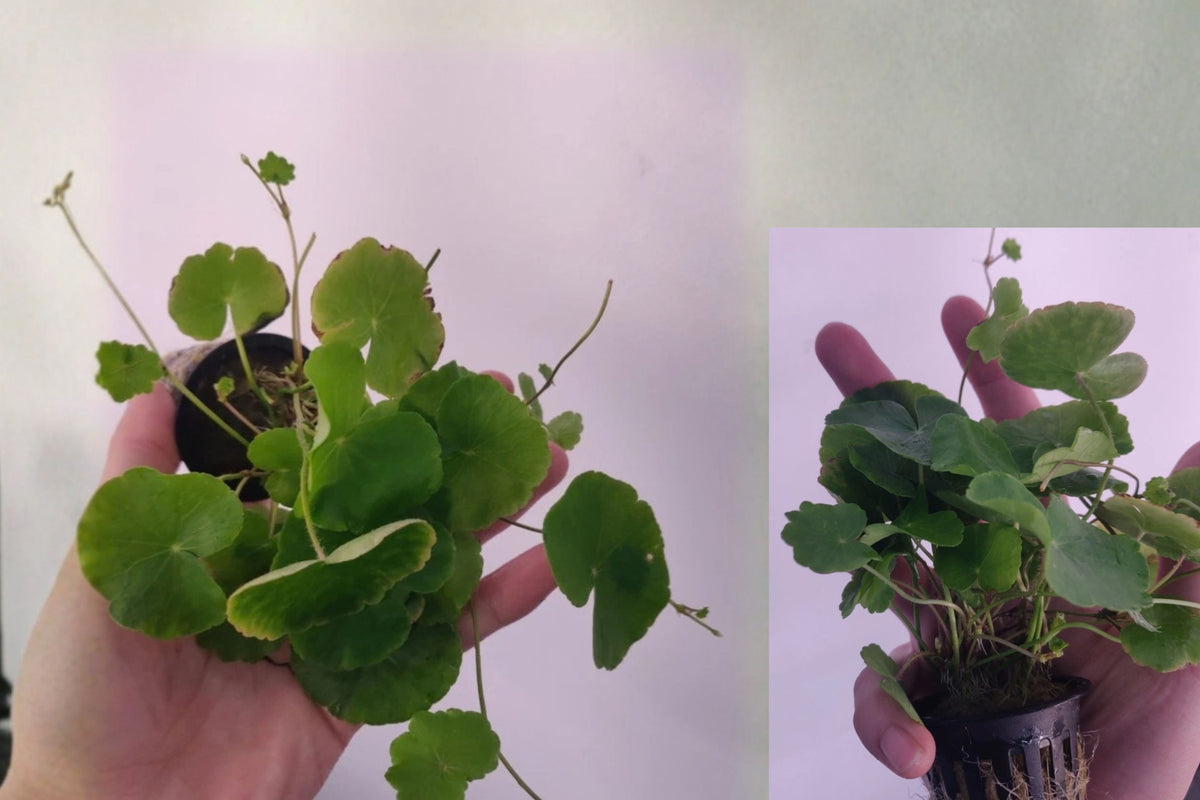 Brazilian Pennywort 1 Live Aquarium Plant – Hydrocotyle leucocephala